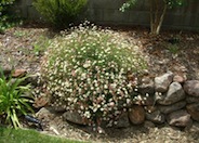 Erigeron karvinskianus