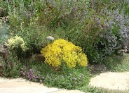 Bidens ferulifolia 'Goldmarie'