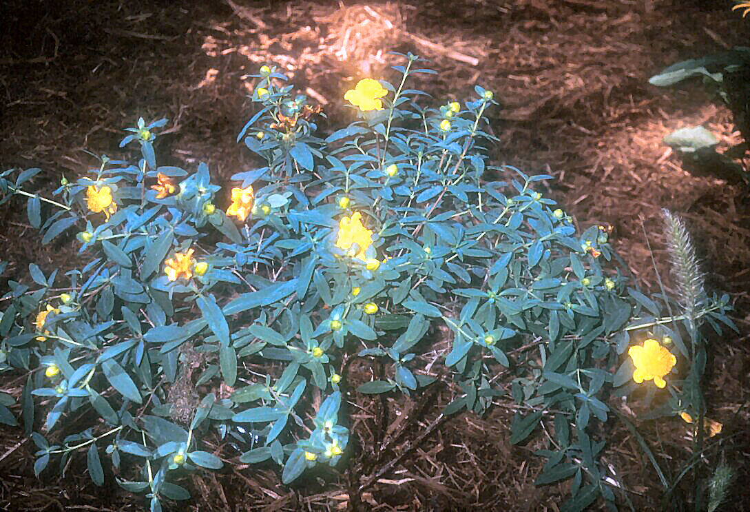 Sunburst Hypericum