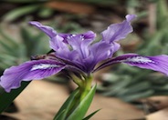 Iris douglasiana