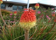 Kniphofia uvaria