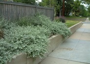 Licorice Plant