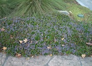 Scaevola 'Mauve Clusters'