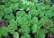 Sedum spathulifolium