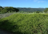 Baccharis pilularis