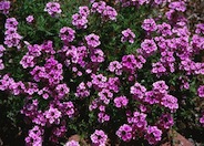 Verbena peruviana