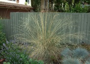 Festuca californica