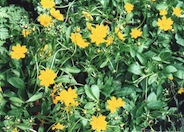 Coreopsis auriculata 'Nana'