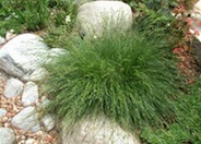 Carex pansa