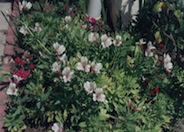 Alstroemeria ligtu hybrids