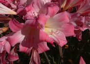 Amaryllis belladonna