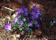 Anemone blanda