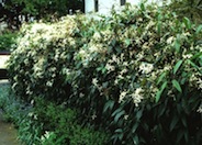 Clematis armandii