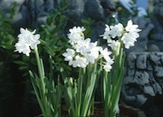 Narcissus  Assorted Varieties