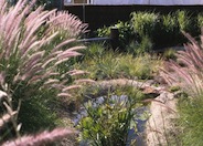 Pennisetum alopecuroides