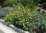 Phlomis fruticosa