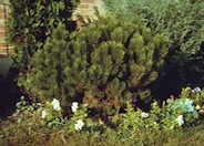 Pinus mugo