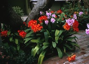 Clivia miniata