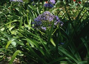 Peruvian Scilla