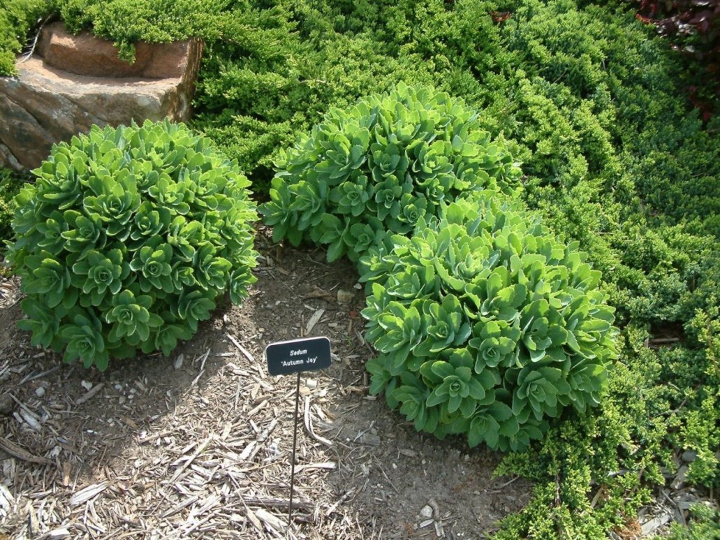 Autumn Joy Sedum