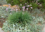 Tulbaghia violacea