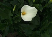 Zantedeschia aethiopica