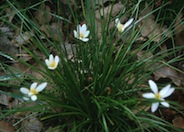 Zephranthes candida