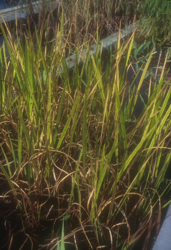 Acorus calamus