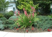 Watsonia pillansii