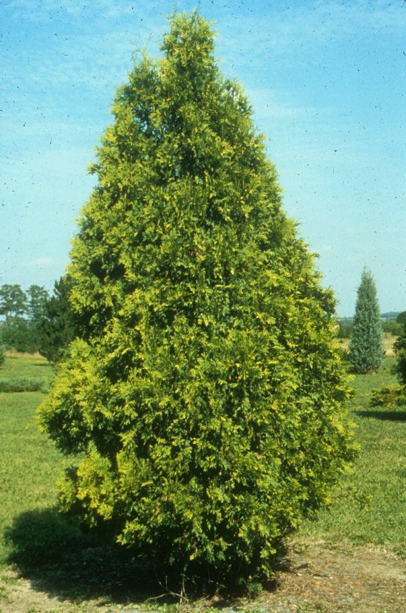 Douglas Pyramidal Arborvitae