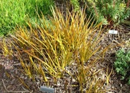 Kiwi Libertia