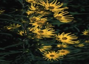 Helianthus maximilianii