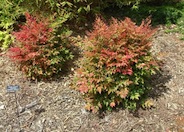 Nandina domestica 'Gulf Stream'