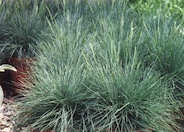 Festuca glauca 'Elija Blue'