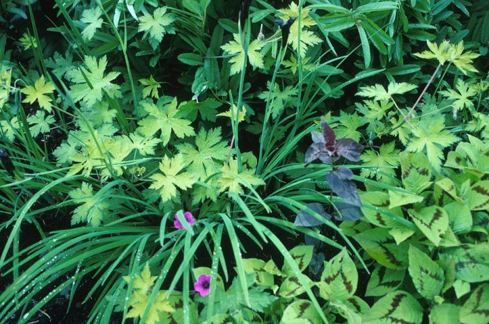 Geranium 'Ann Folkard'