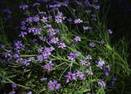 Blue-Eyed Grass