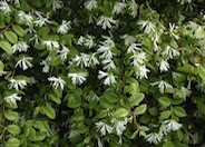 Chinese Fringe Flower