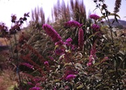 Butterfly Bush