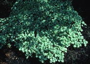 Lamium maculatum 'White Nancy'