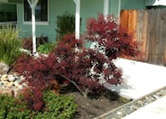 Cotinus coggygria 'Purpureus'