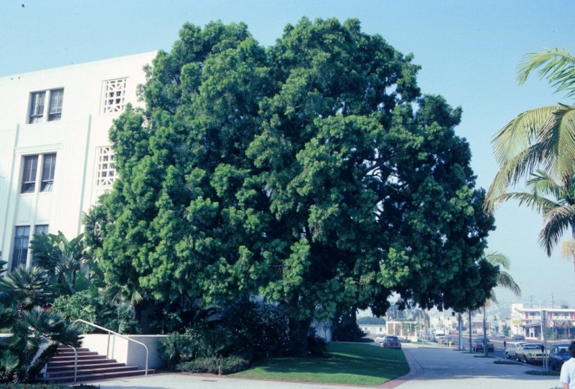 Afrocarpus gracilior