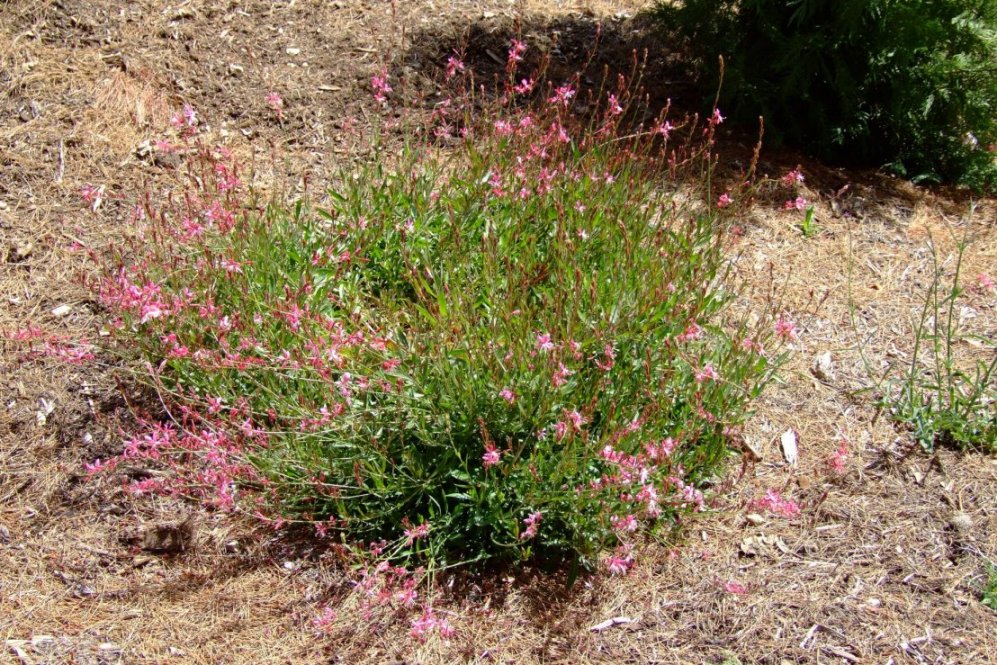 Whirling Butterflies White Gaura