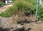 Callirhoe involucrata