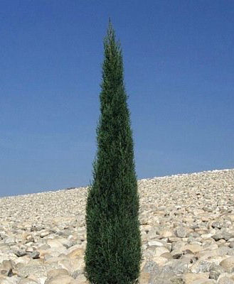 Cupressus sempervirens 'Tiny Towers'