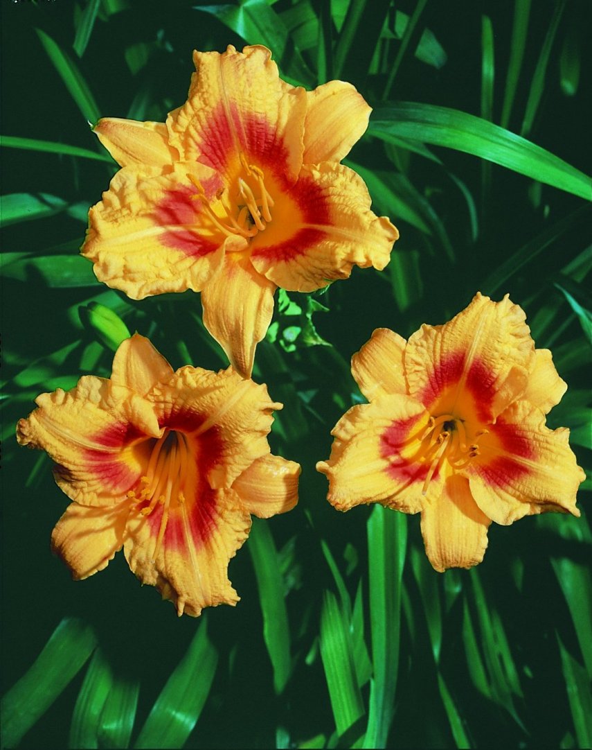 Black-Eyed Stella Hybrid Daylily