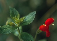 Scarlet Monkey Flower