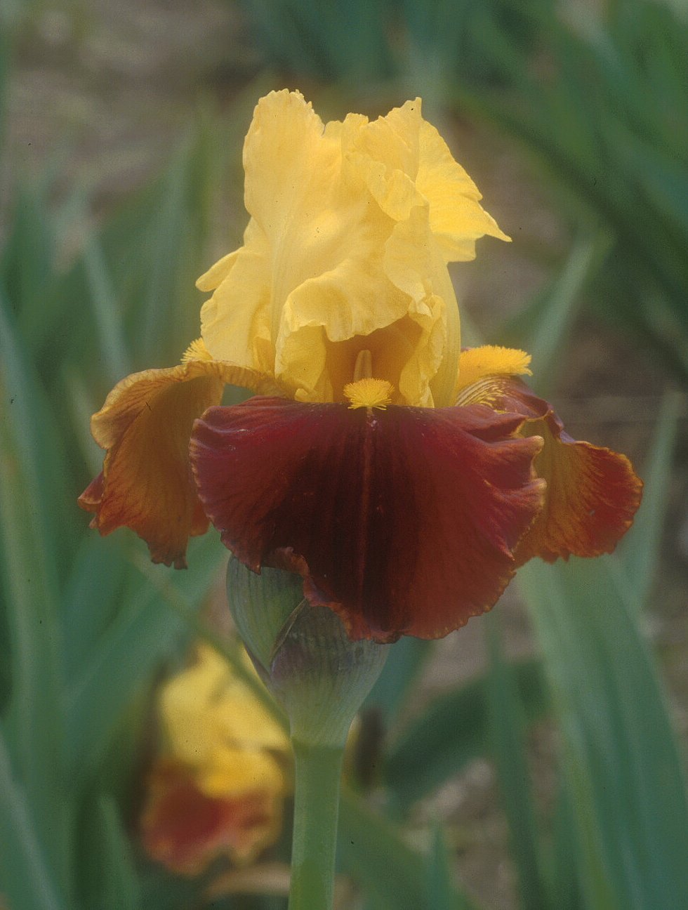 All That Jazz Bearded Iris