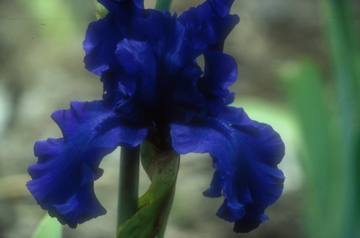 Dusky Challenger Bearded Iris