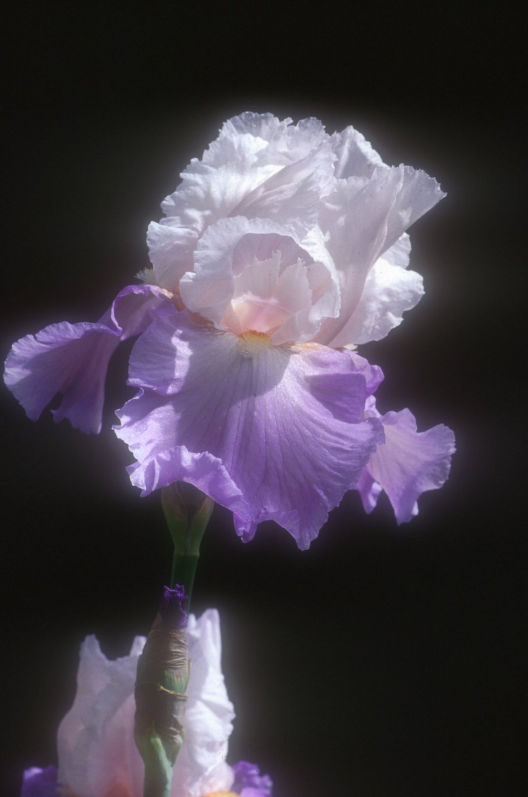 Mountain Violet Bearded Iris