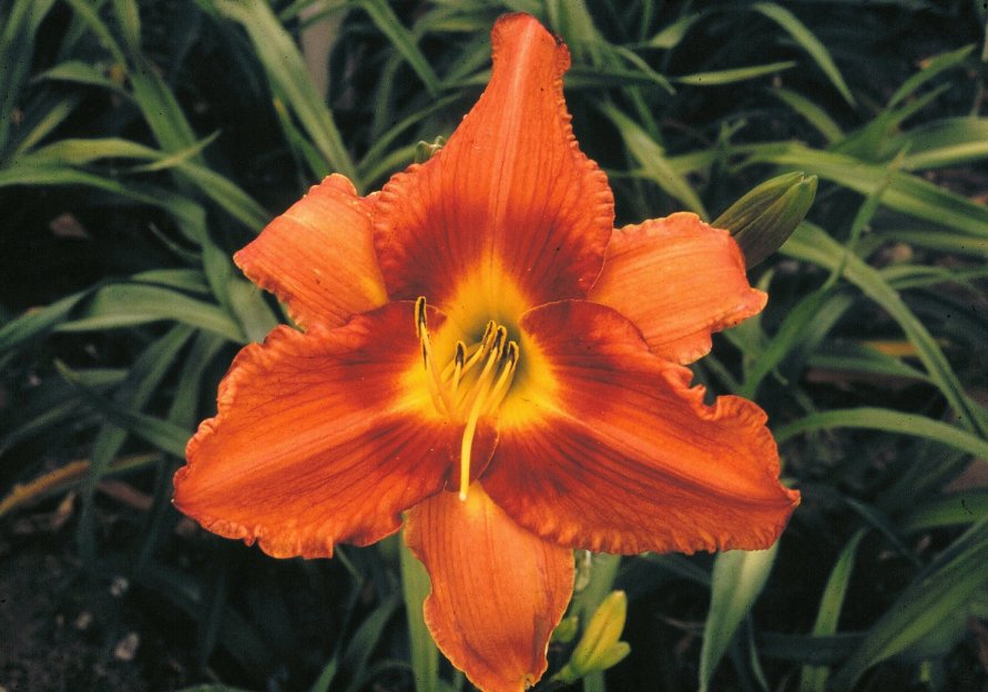 Hemerocallis 'Gingerbread Man'